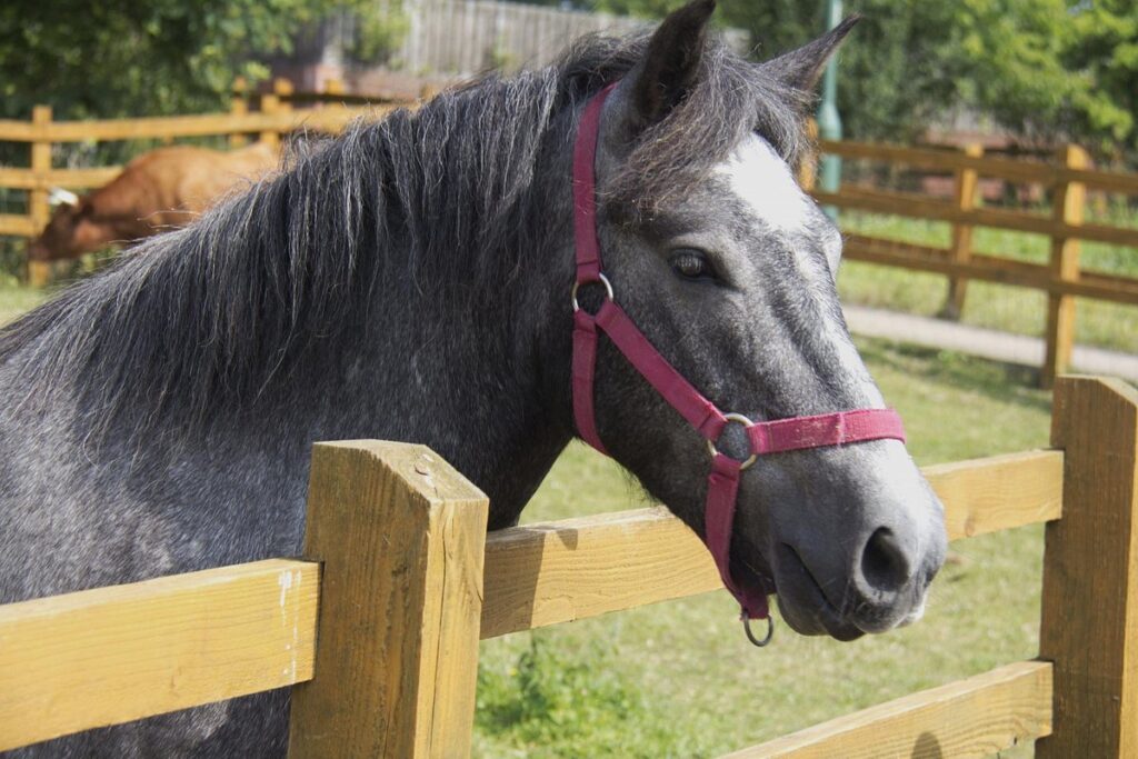 Stonebridge City Farm