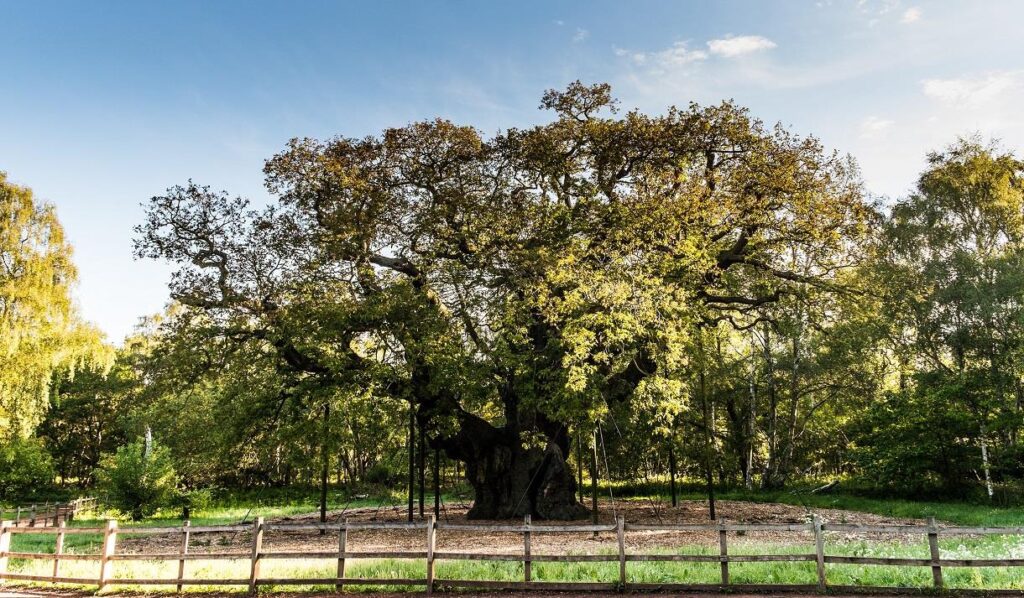 Sherwood Forest Country Park